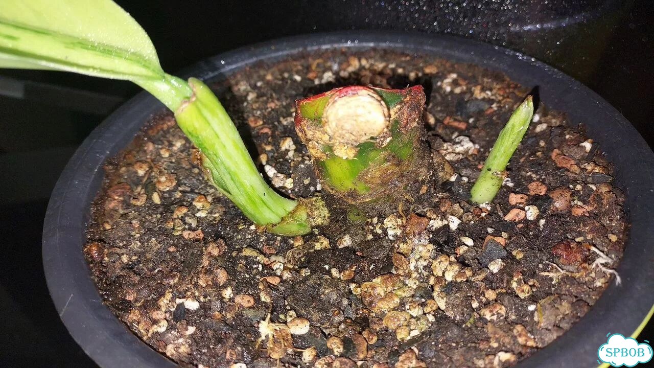 Дифенбахия yellow variegated фото 5