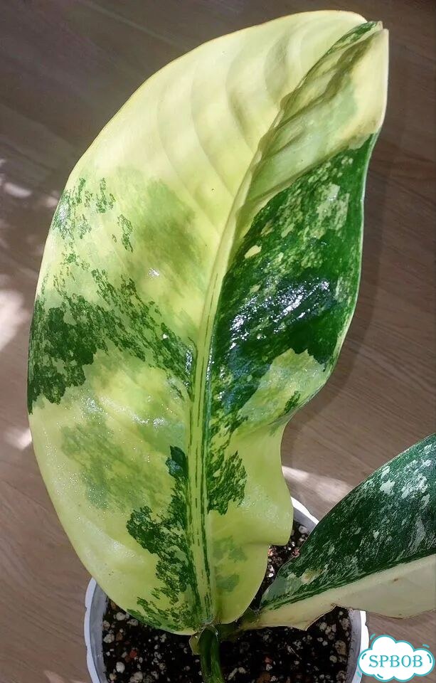 Дифенбахия yellow variegated фото 6