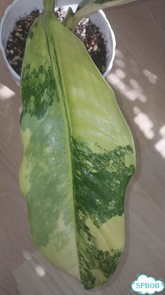 Дифенбахия yellow variegated фото 7