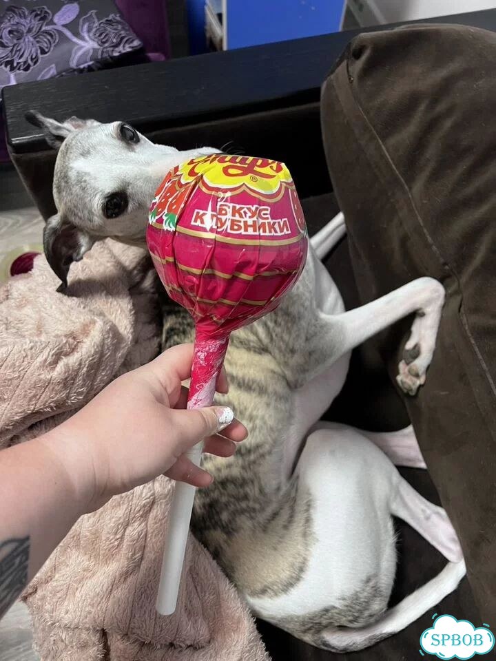 Chupa Chups «Мега» большой фото 2