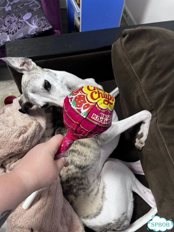 Chupa Chups «Мега» большой фото 3
