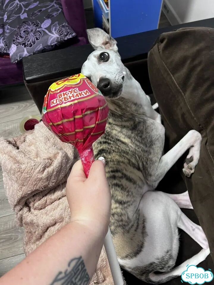 Chupa Chups «Мега» большой фото 4