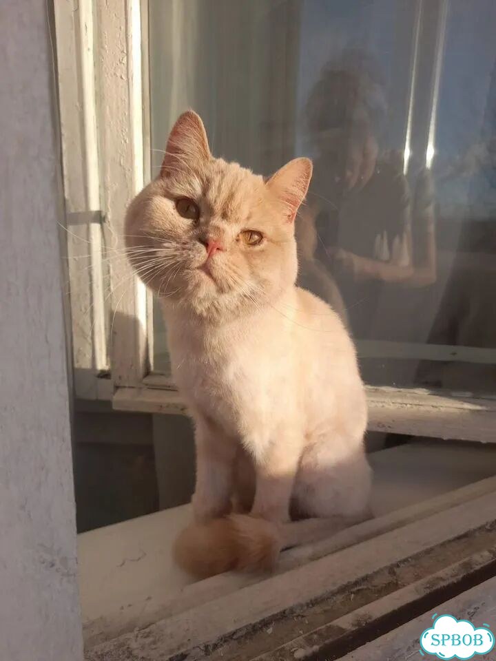 Британская длинношёрстная, взрослая кошка фото 1