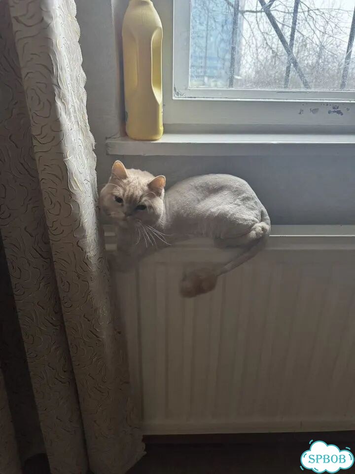 Британская длинношёрстная, взрослая кошка фото 2