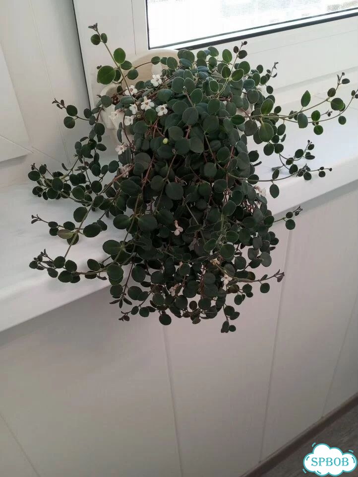 Кодонанта фото 1