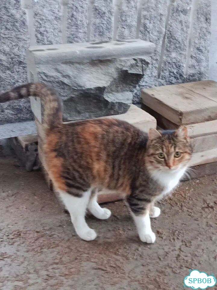 Взрослая, кошка в добрые руки фото 2