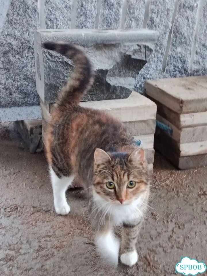 Взрослая, кошка в добрые руки фото 3