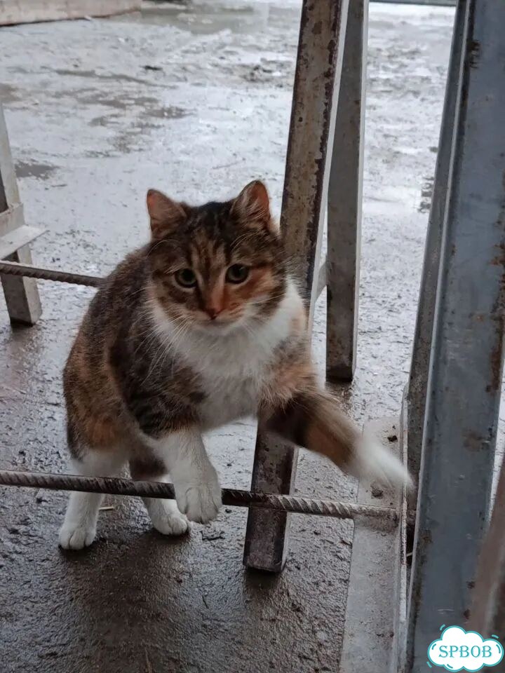Взрослая, кошка в добрые руки фото 4