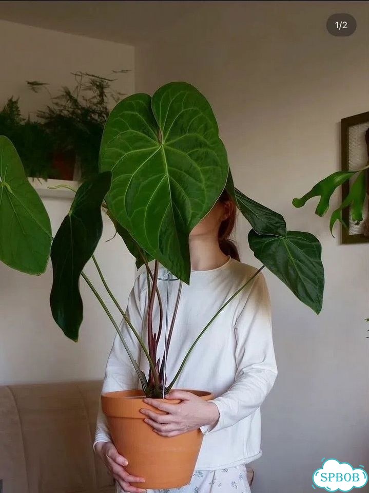 Антуриум Green mamba x magnificum verde фото 2