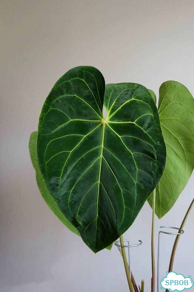 Антуриум Green mamba x magnificum verde фото 3