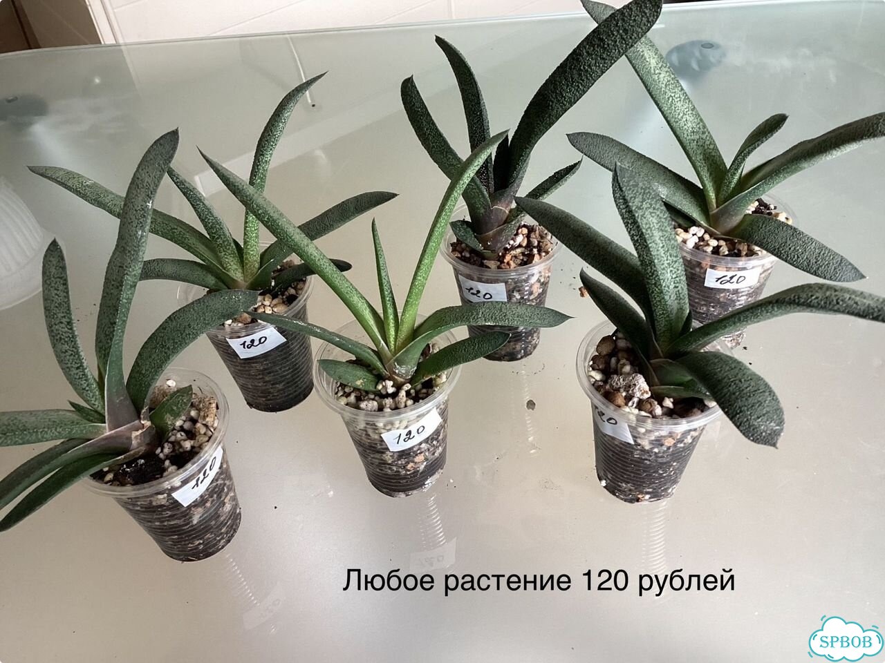 Гастерии различные сорта фото 3