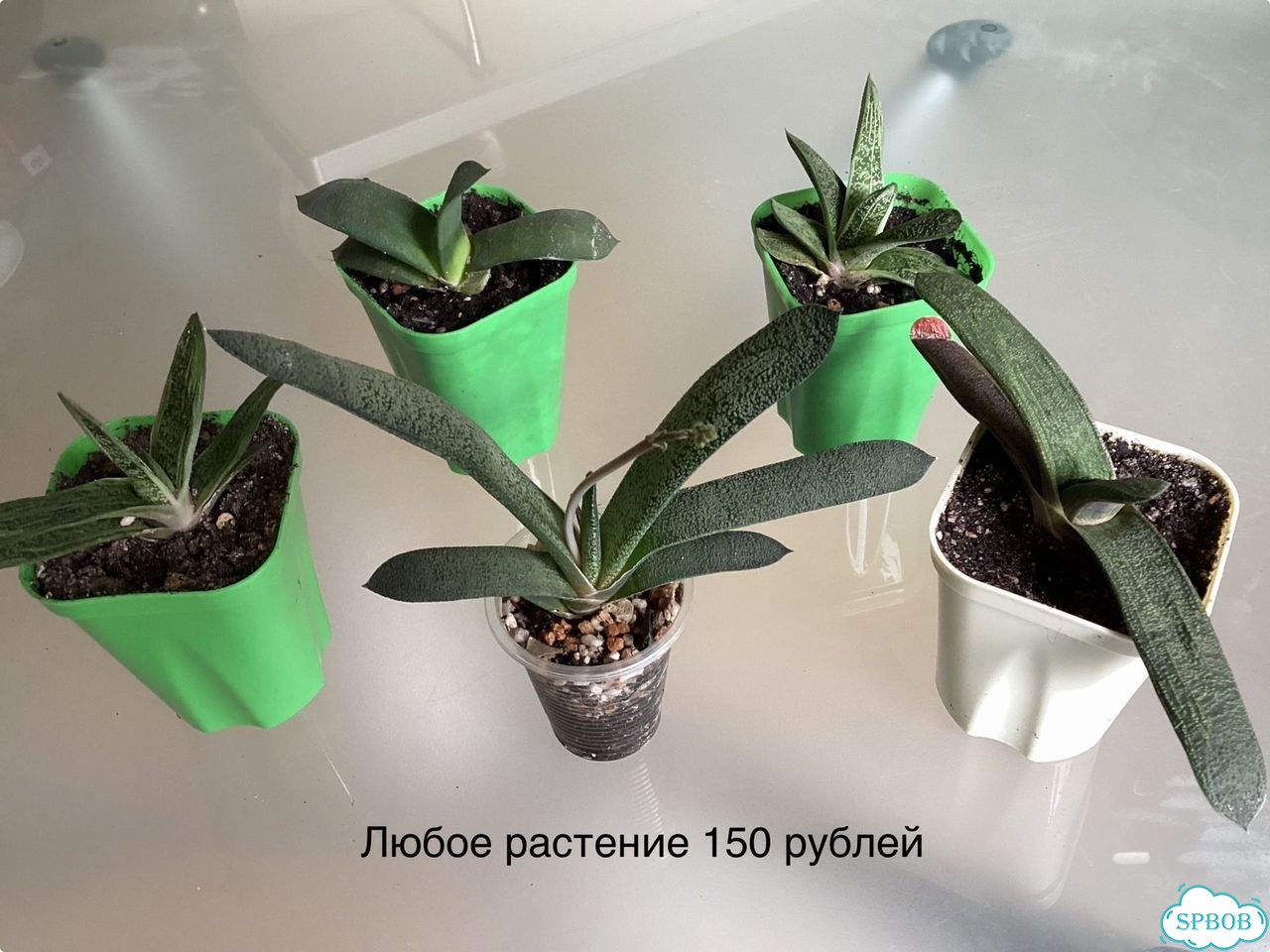 Гастерии различные сорта фото 4