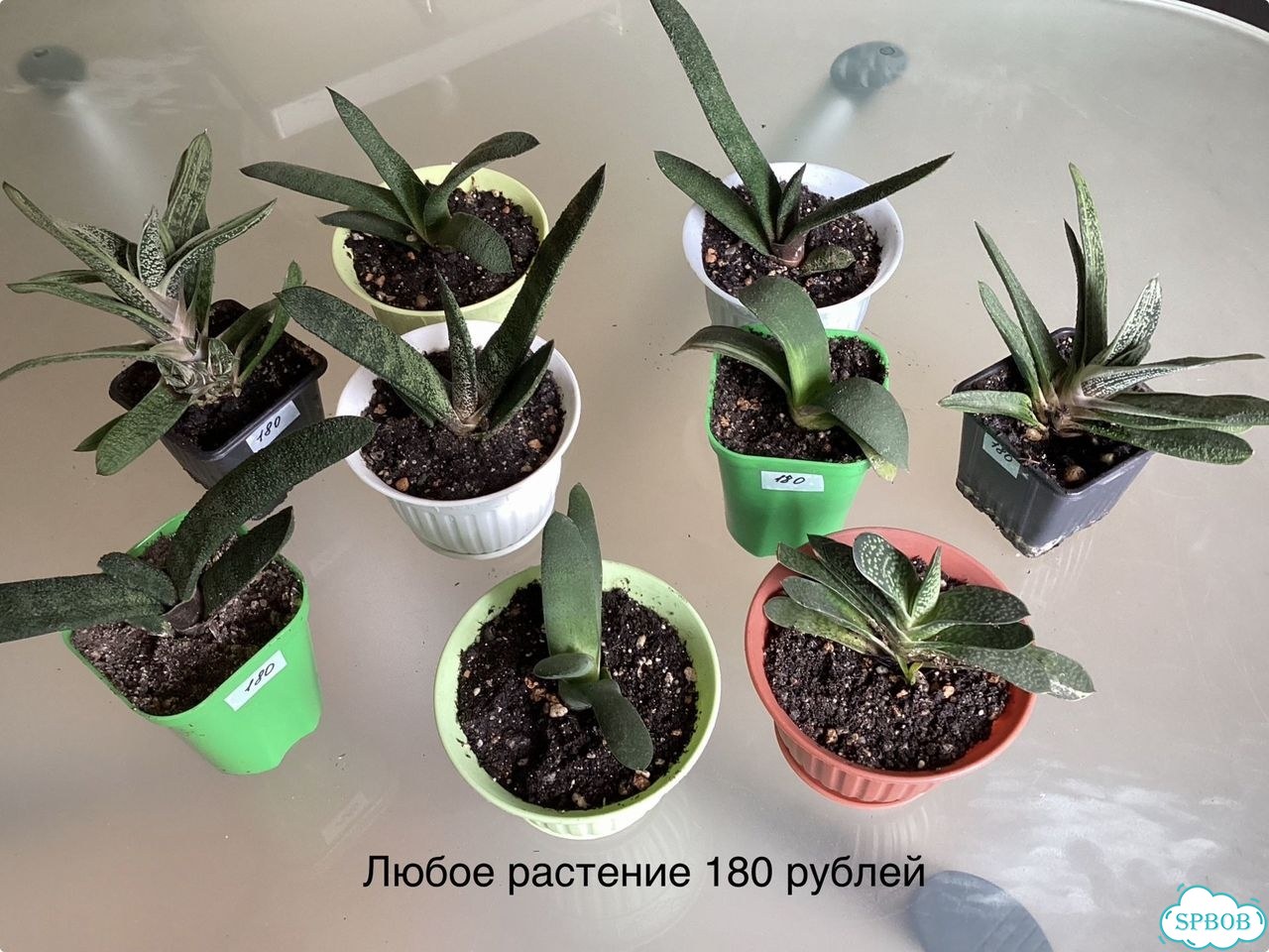 Гастерии различные сорта фото 5
