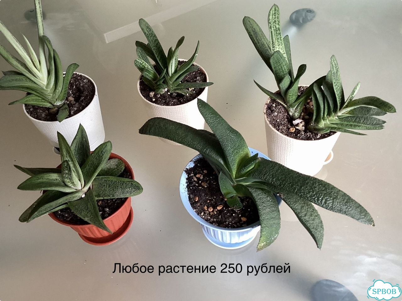 Гастерии различные сорта фото 6