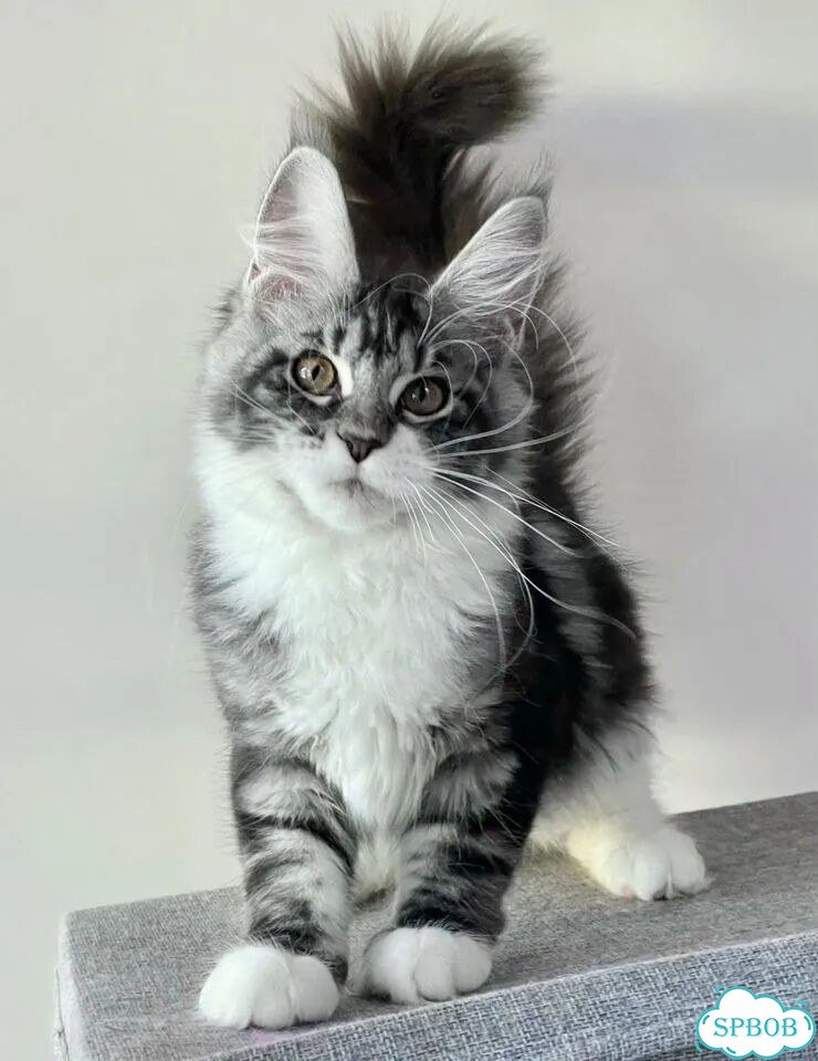 Мейн-кун котёнок фото 1