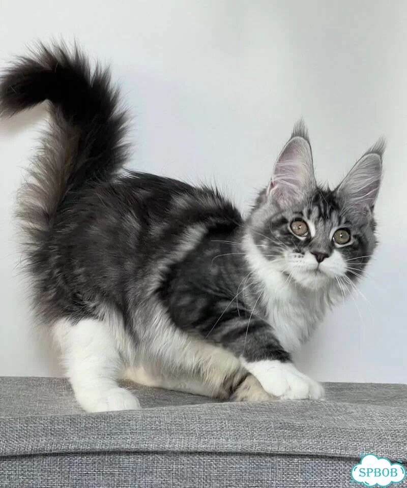 Мейн-кун котёнок фото 3