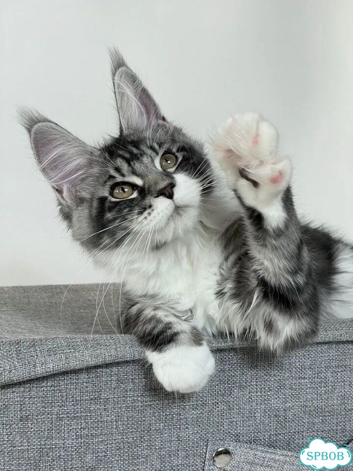 Мейн-кун котёнок фото 4