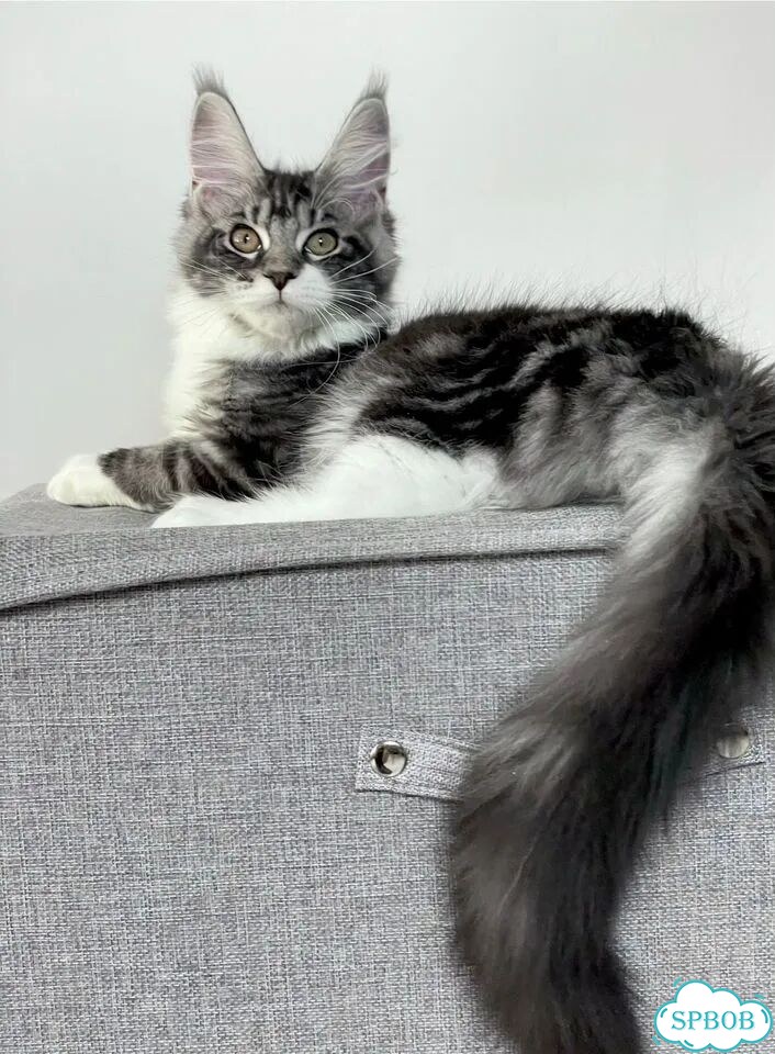Мейн-кун котёнок фото 5