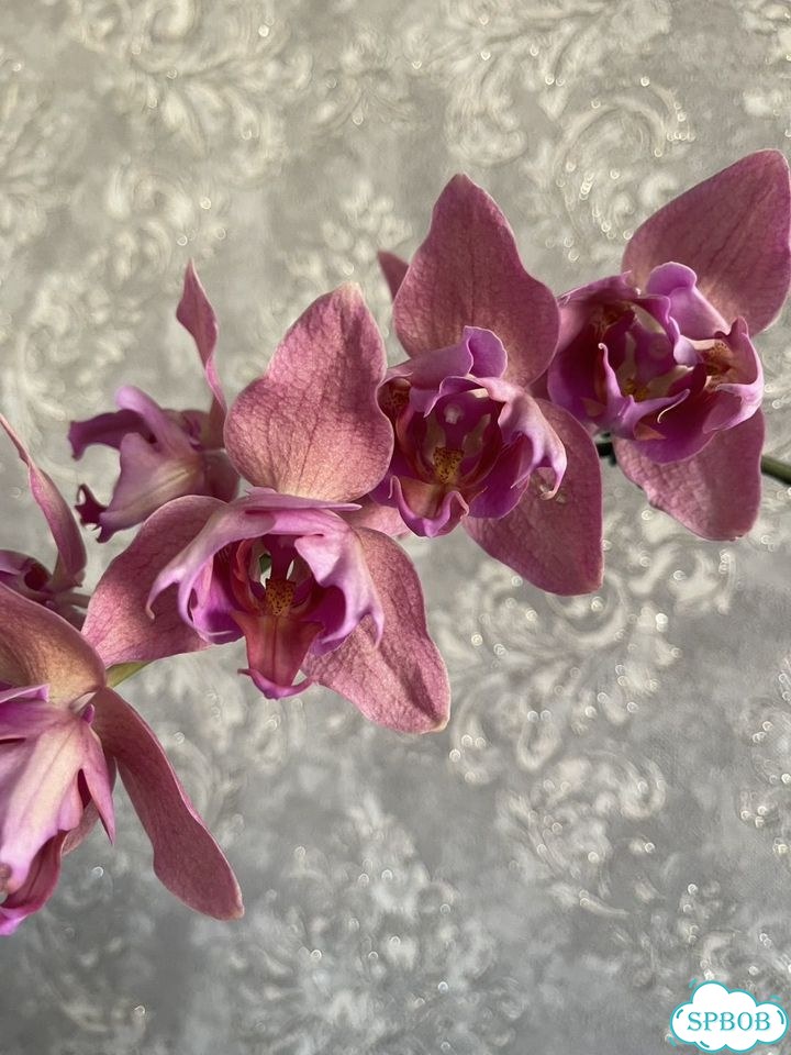 Орхидея фаленопсис Maple Red фото 1