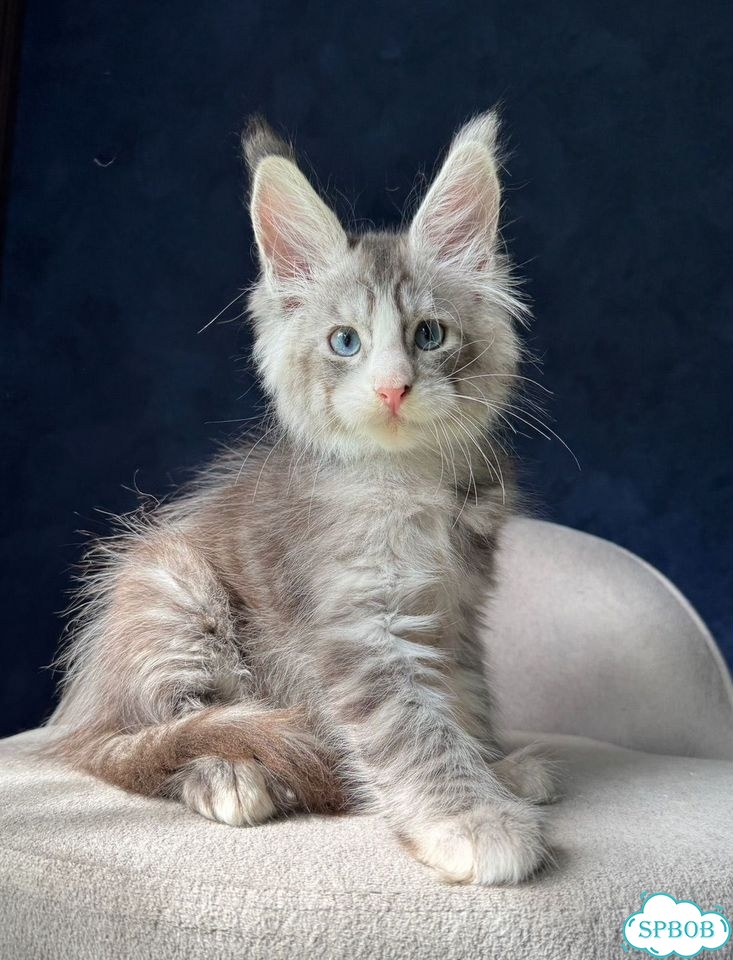 Мейн-кун котёнок фото 1