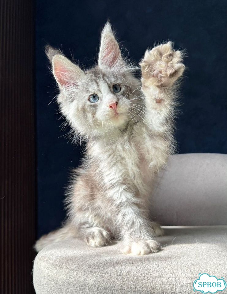 Мейн-кун котёнок фото 2