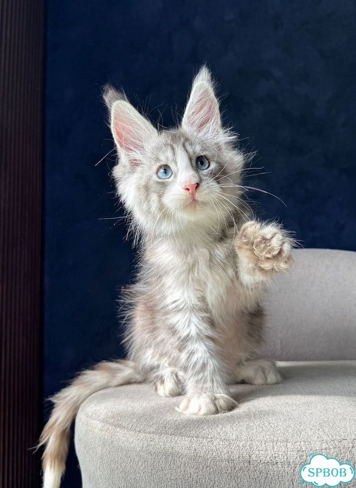 Мейн-кун котёнок фото 3