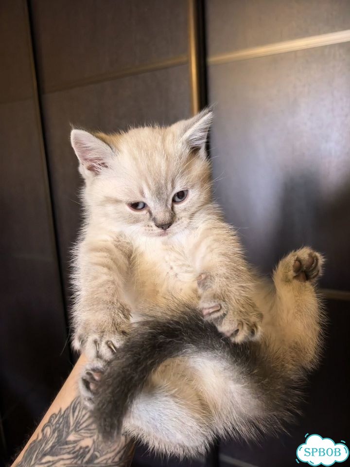 Шотландский прямоухий короткошёрстный котёнок фото 1