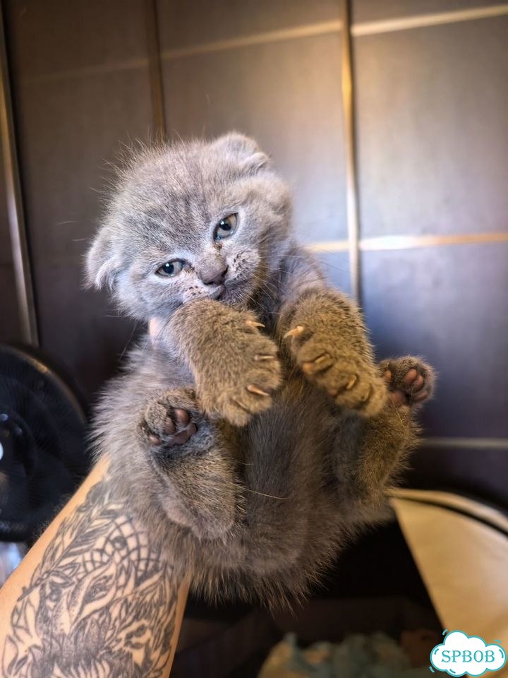 Шотландский вислоухий короткошёрстный котёнок фото 1