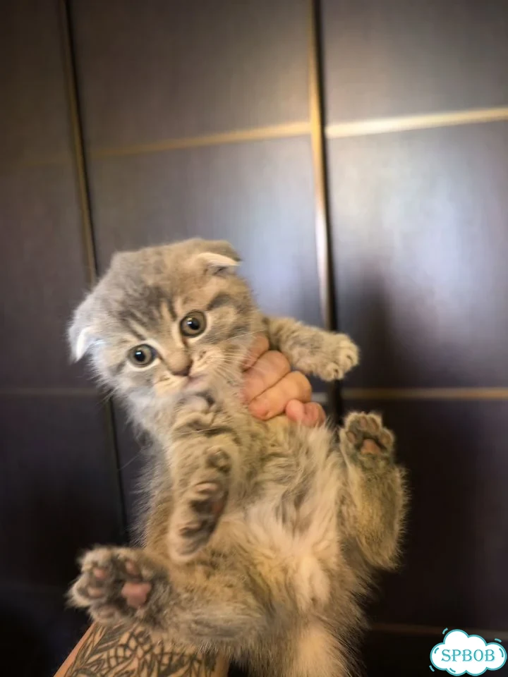Шотландский вислоухий короткошёрстный котёнок фото 1