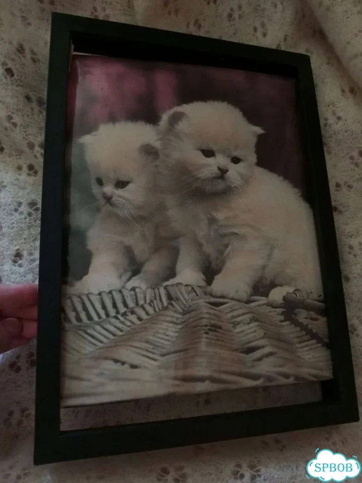 Фотопанно котята СССР в рамке фото 1