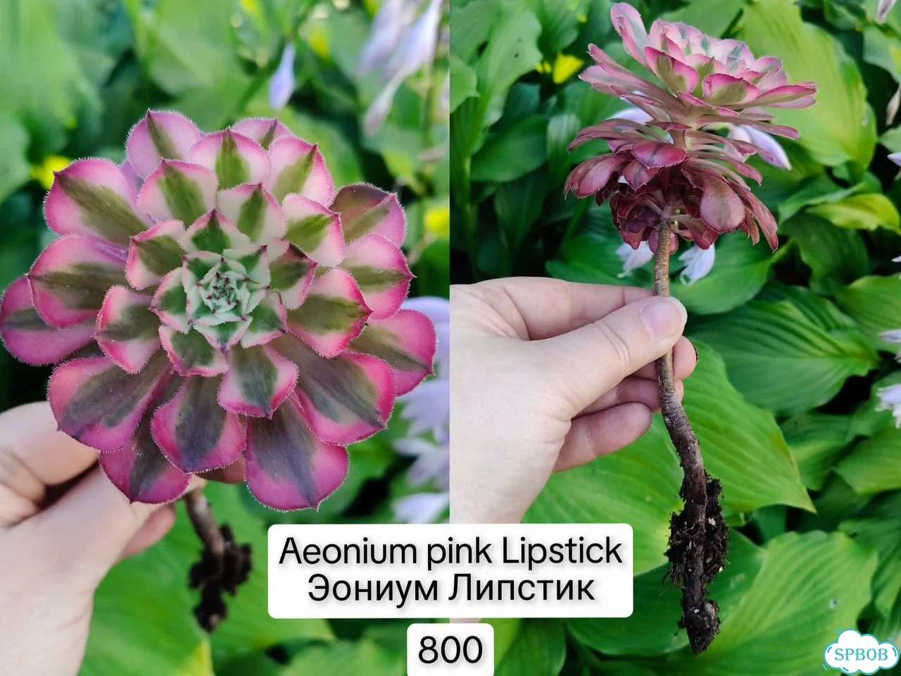 Эониумы. Яркие суккуленты фото 10