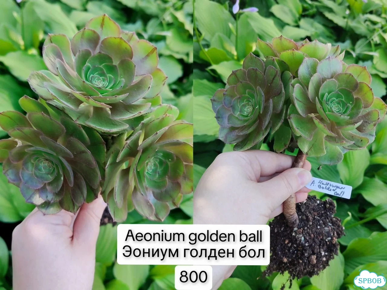 Эониумы. Яркие суккуленты фото 4
