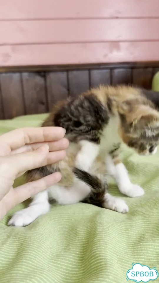 Котёнок в добрые руки фото 1