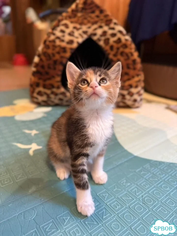 Котёнок в добрые руки фото 10