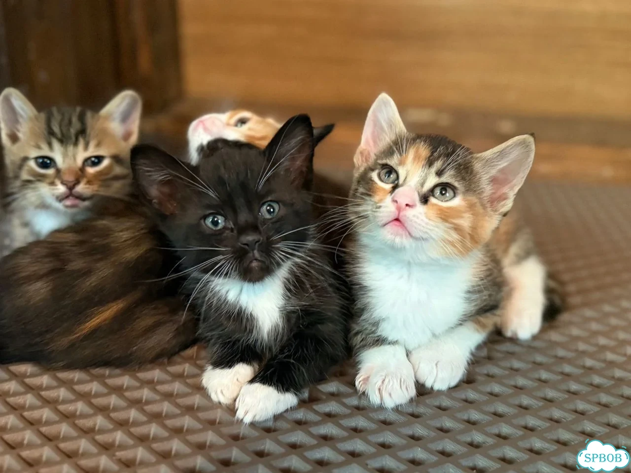 Котёнок в добрые руки фото 2