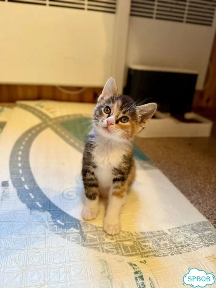 Котёнок в добрые руки фото 3