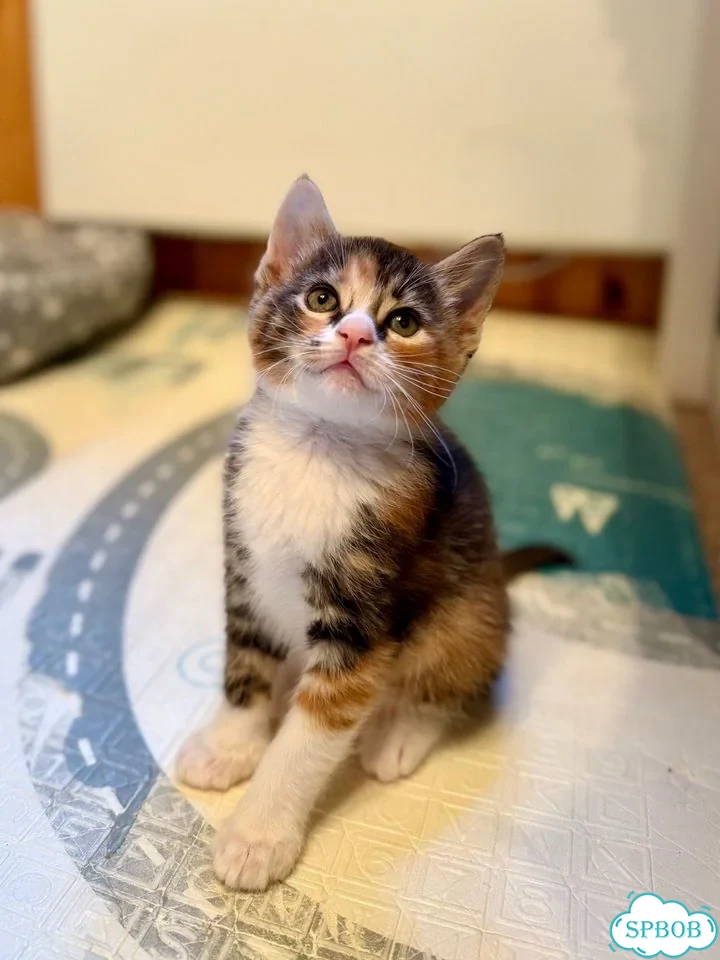 Котёнок в добрые руки фото 4