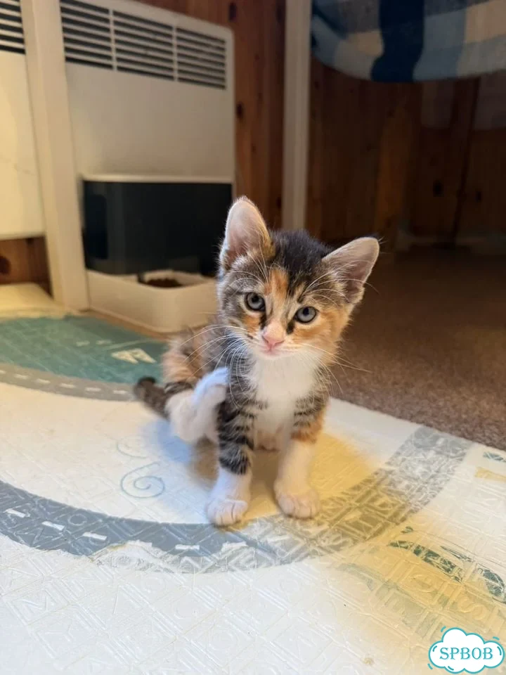 Котёнок в добрые руки фото 6