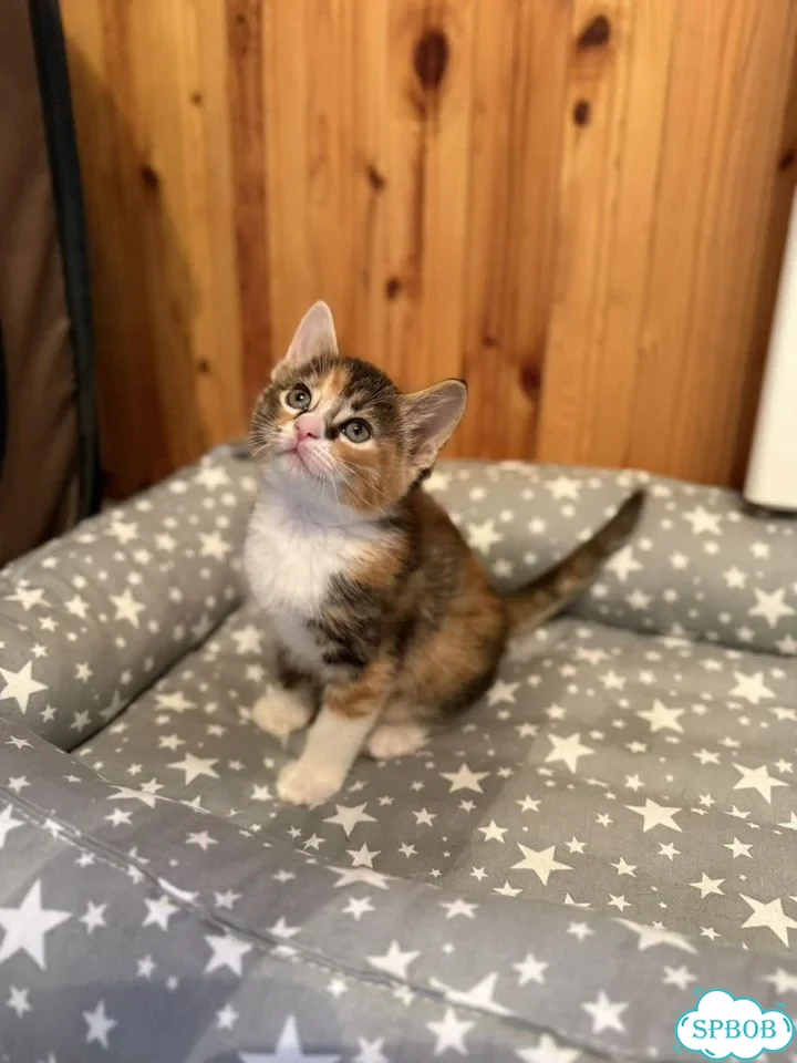 Котёнок в добрые руки фото 8