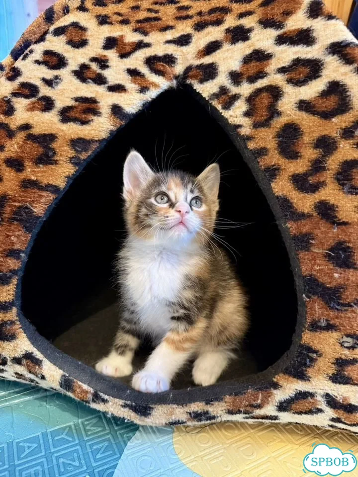 Котёнок в добрые руки фото 9