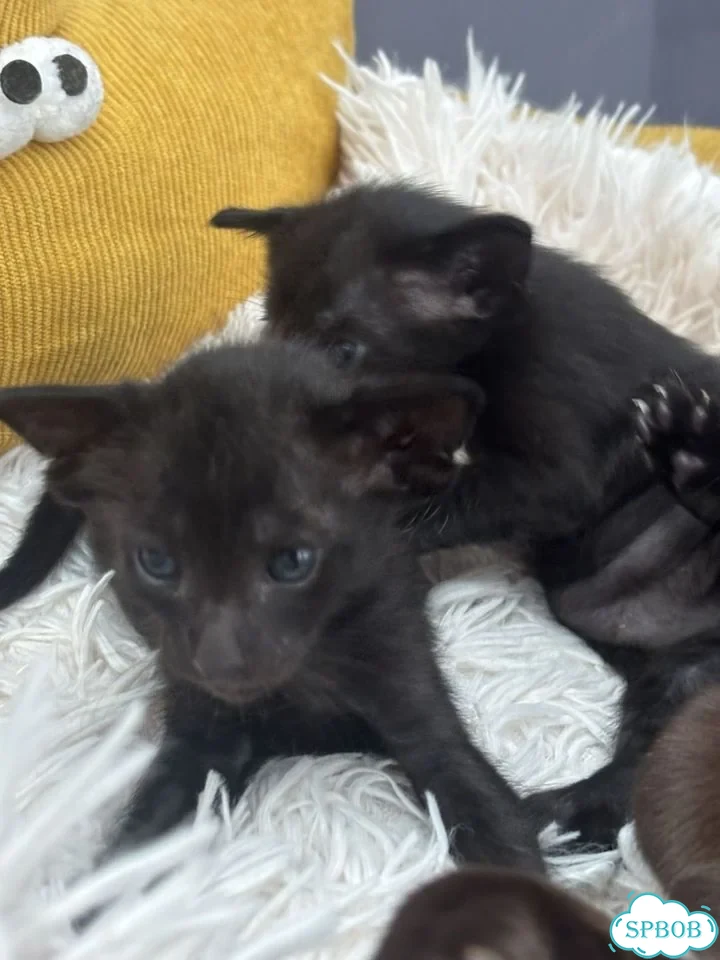 Ориентальный котёнок фото 3