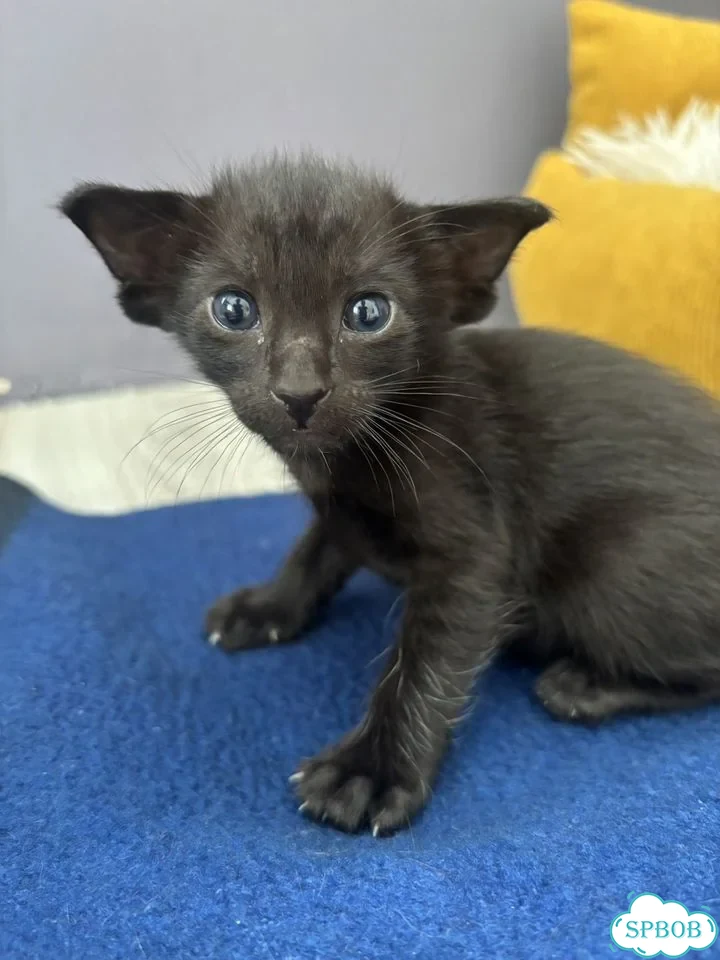 Ориентальный котёнок фото 4