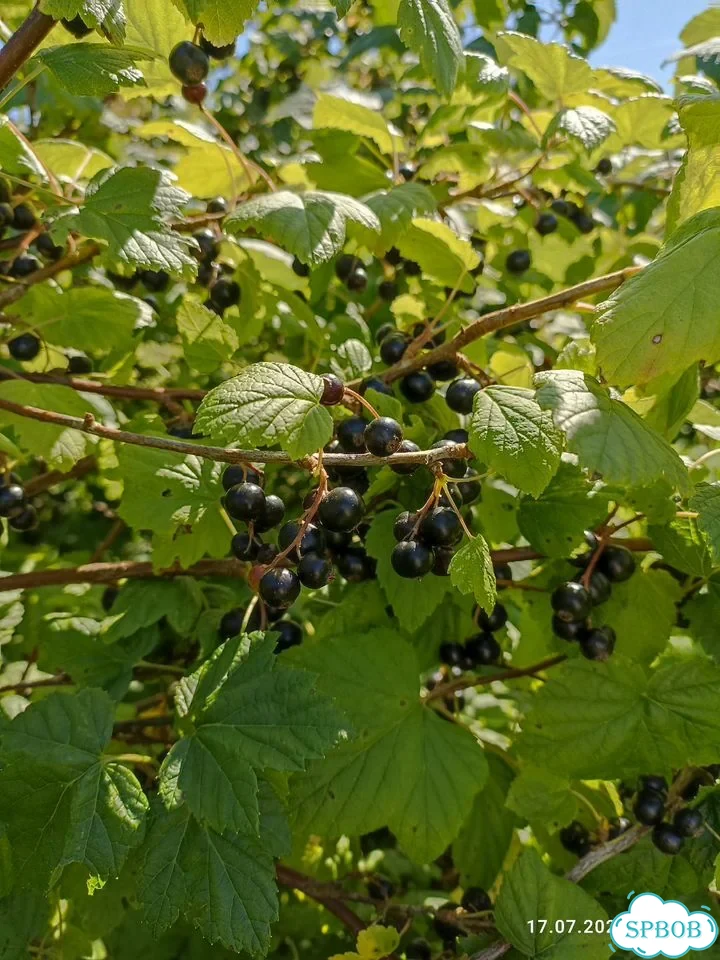 Черная смородина саженцы фото 3