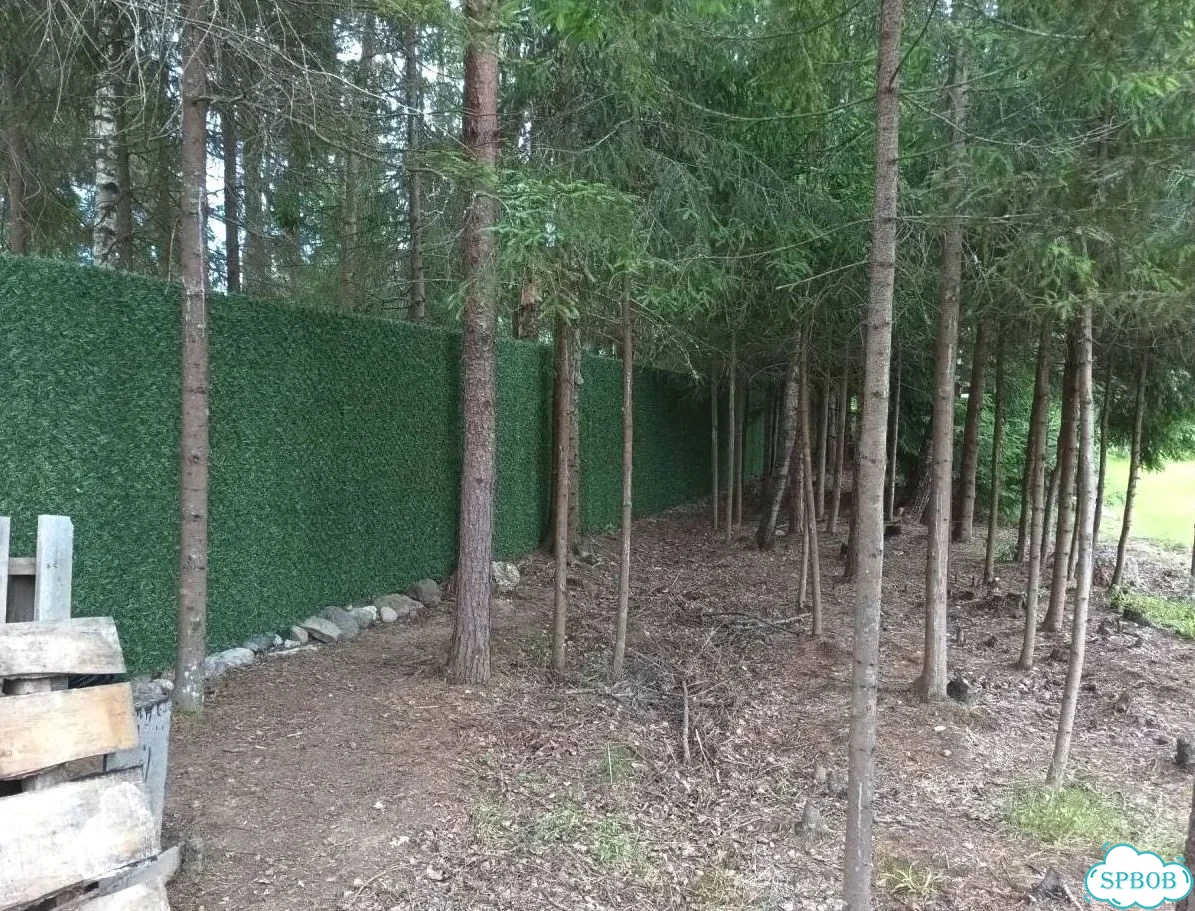 Калифорнийская изгородь фото 1