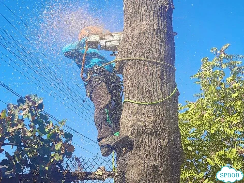 Удаление и дробление пней, спил, расчистка фото 3