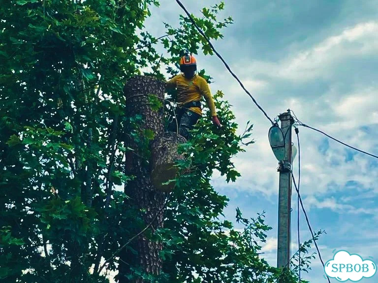 Удаление и дробление пней, спил, расчистка фото 7