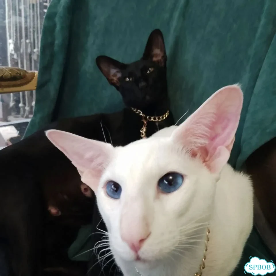 Ориентальный котёнок фото 1