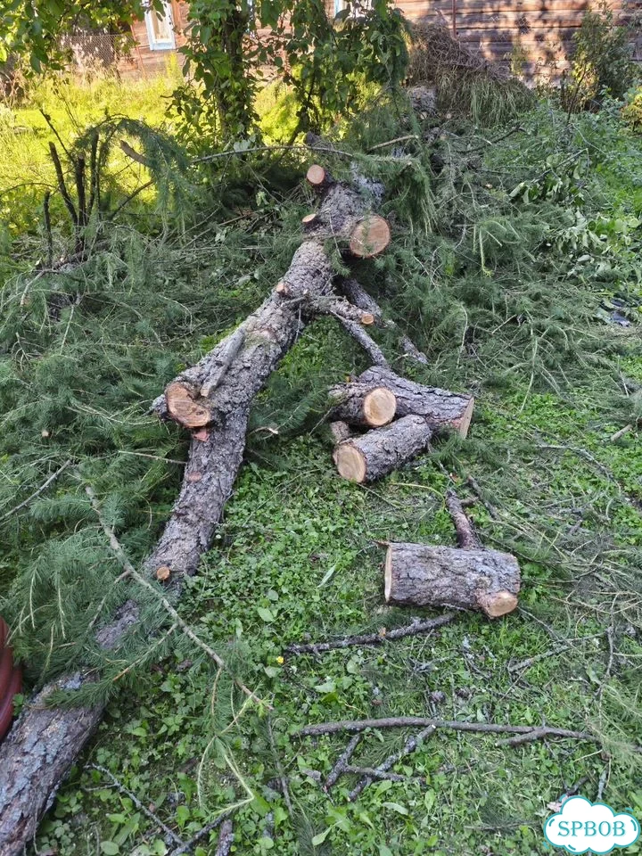 Продажа дерева лиственницы фото 1