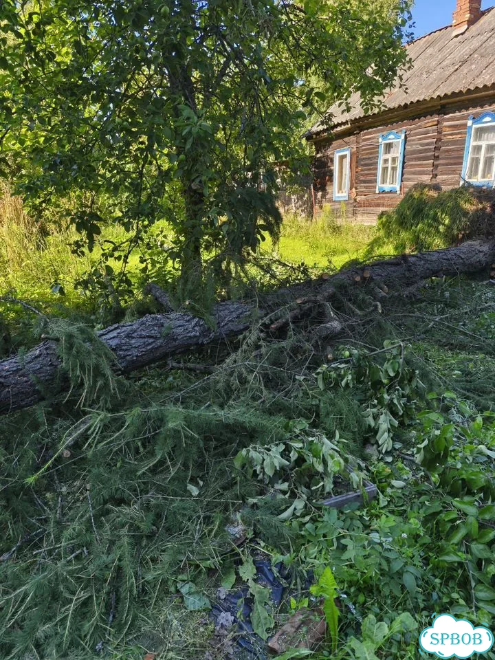 Продажа дерева лиственницы фото 2