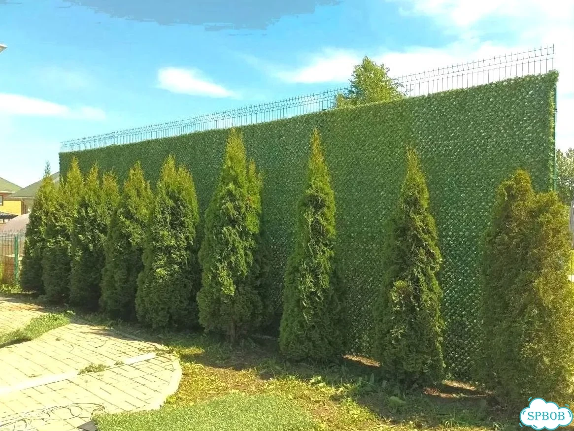 Калифорнийская изгородь фото 4